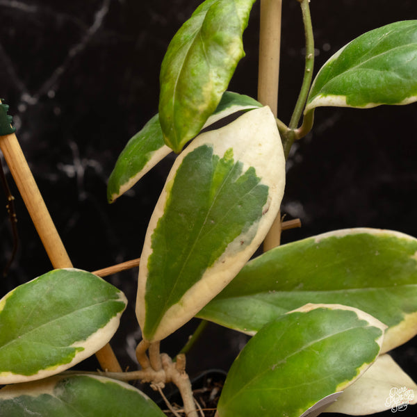 Hoya incrassata albo variegated *Grower's Choice*