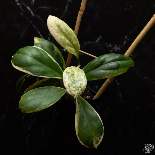 Hoya incrassata albo variegated *Grower's Choice*