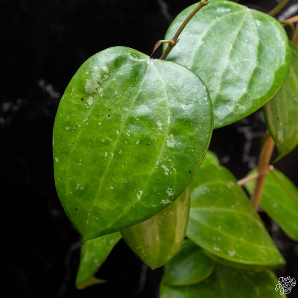 Hoya latifolia 'Snow Queen' (wk2-A)