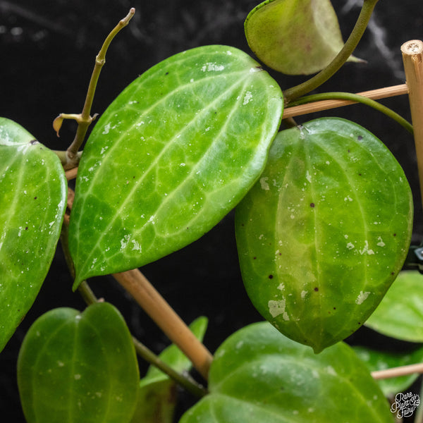 Hoya latifolia 'Snow Queen' (wk2-A)