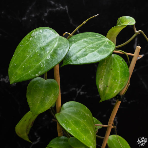 Hoya latifolia 'Snow Queen' (wk2-A)