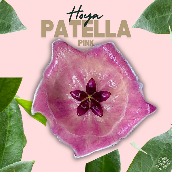 Hoya patella pink *Grower's Choice*