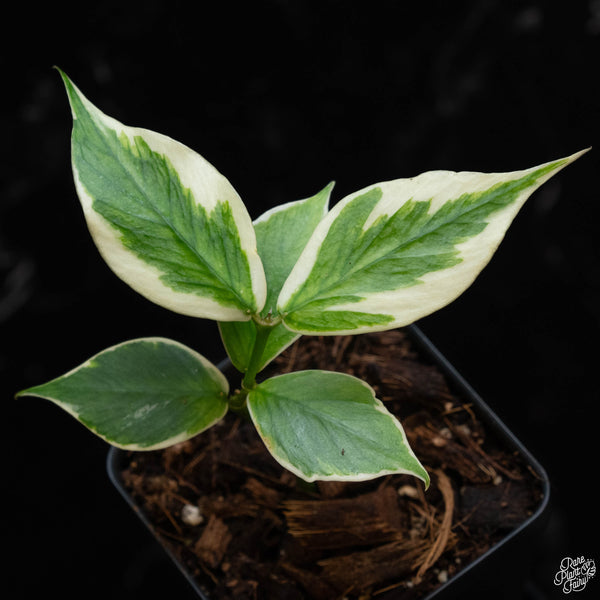 Hoya polyneura albomarginata outer variegated (1B)