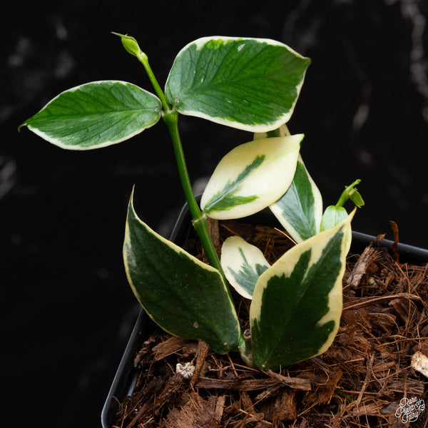 Hoya polyneura albomarginata outer variegated (wk2-B)