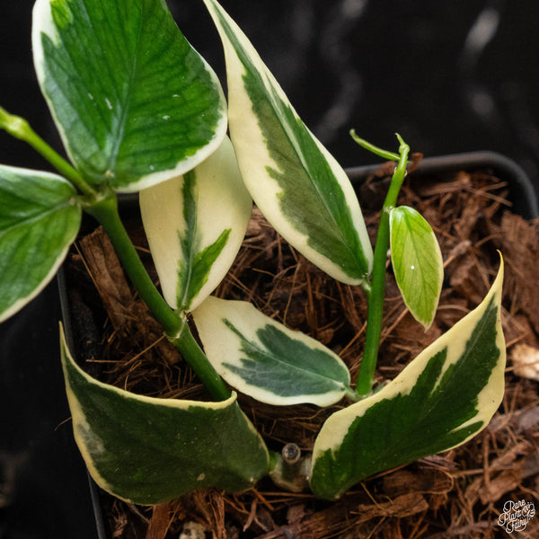 Hoya polyneura albomarginata outer variegated (wk2-B)