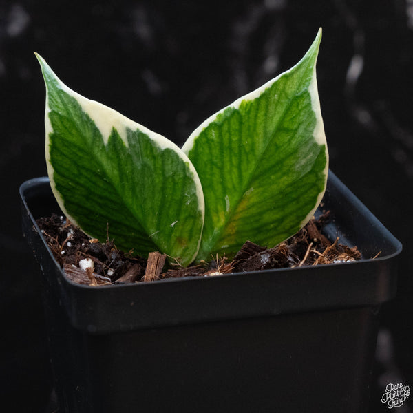 Hoya polyneura albomarginata outer variegated *Grower's Choice*