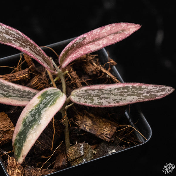 Hoya sigillatis outer variegated (A50)