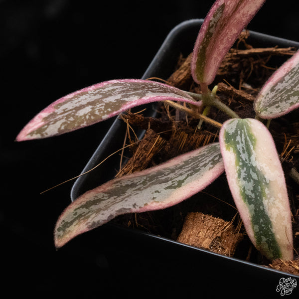 Hoya sigillatis outer variegated (A50)