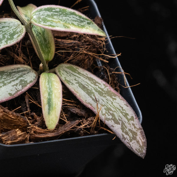 Hoya sigillatis outer variegated (A52)