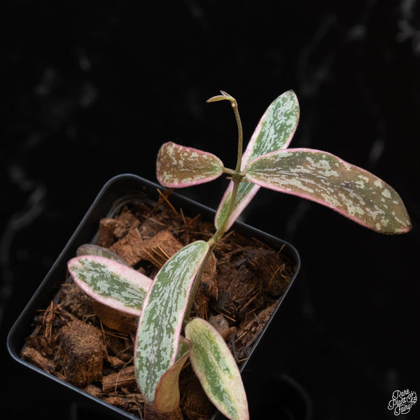 Hoya sigillatis outer variegated (1B)