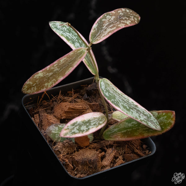 Hoya sigillatis outer variegated (1B)