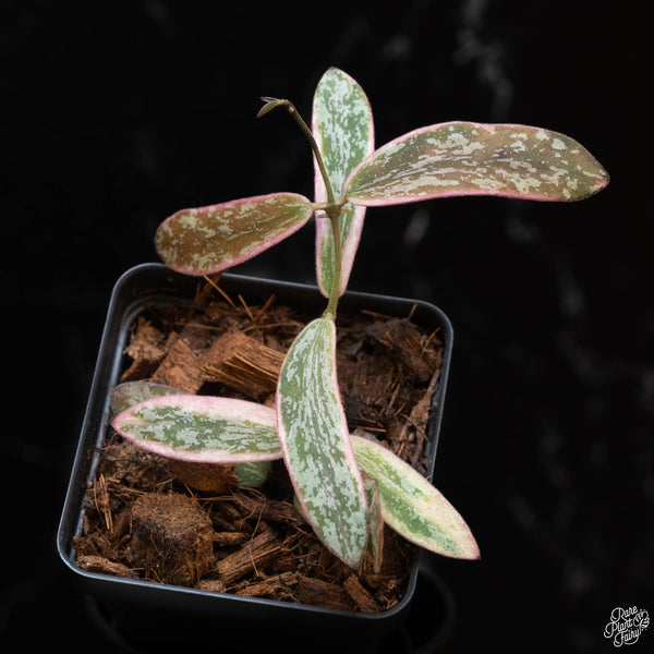 Hoya sigillatis outer variegated (1B)