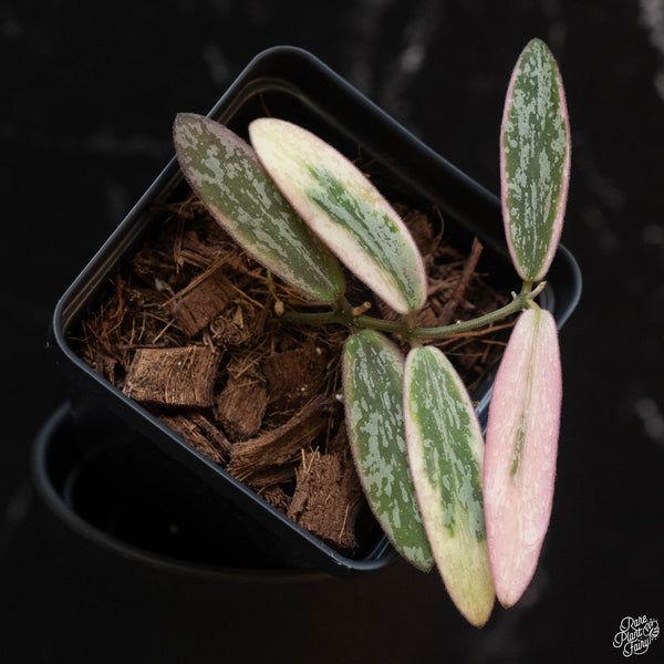 Hoya sigillatis outer variegated (wk2-A)