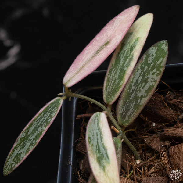 Hoya sigillatis outer variegated (wk2-A)