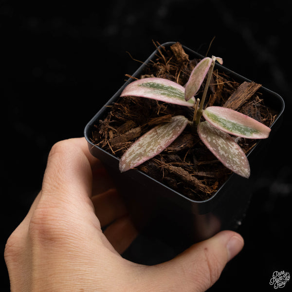 Hoya sigillatis outer variegated (A49)