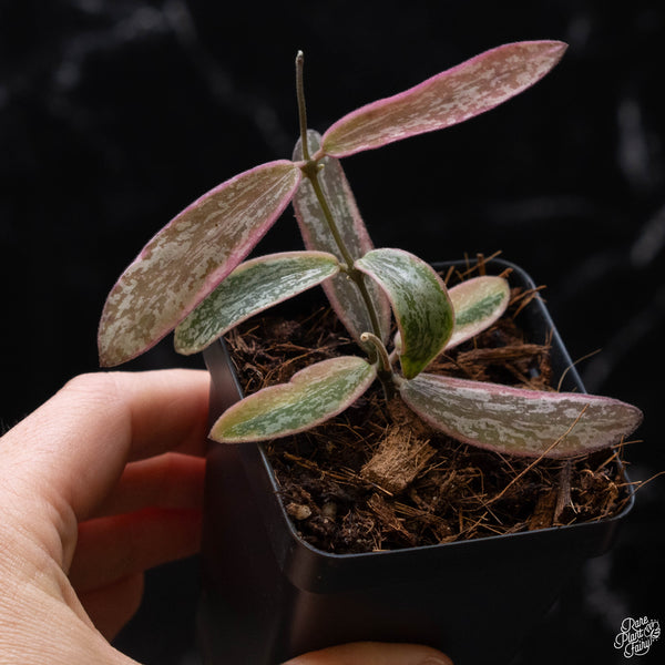 Hoya sigillatis outer variegated (A51)