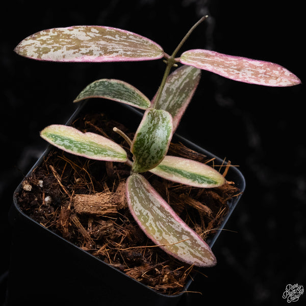 Hoya sigillatis outer variegated (A51)