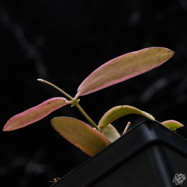 Hoya sigillatis outer variegated (A51)