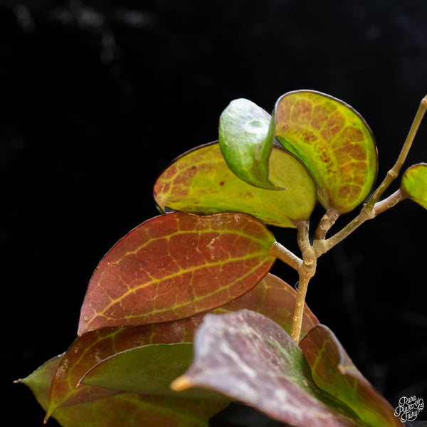 Hoya sp. IV from WMZ (A1)