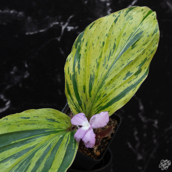 Kaempferia sp. 'Zebra' variegated ginger (wk3-A)