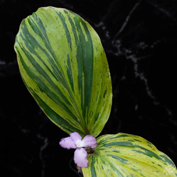 Kaempferia sp. 'Zebra' variegated ginger (wk3-A)