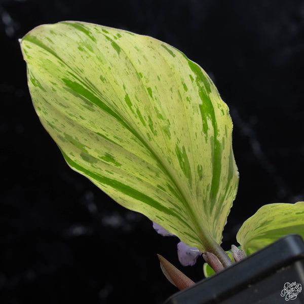 Kaempferia sp. 'Zebra' variegated ginger (wk3-A)