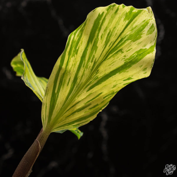 Kaempferia sp. 'Zebra' variegated ginger (A49)