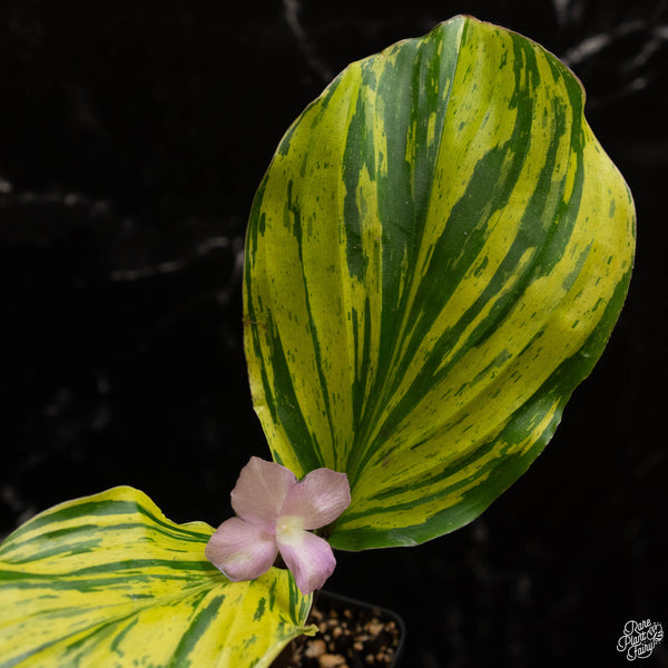 Kaempferia sp. 'Zebra' variegated ginger (A49)