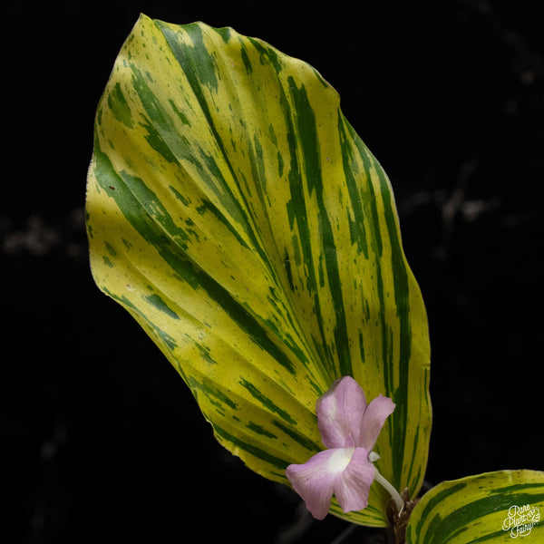 Kaempferia sp. 'Zebra' variegated ginger (A49)