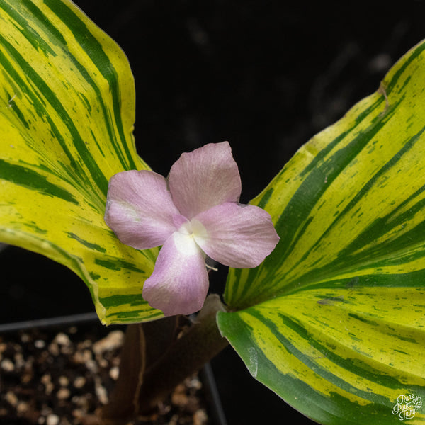 Kaempferia sp. 'Zebra' variegated ginger (A49)