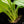 Load image into Gallery viewer, Kaempferia sp. variegated ginger (A50) *multiple growth points*
