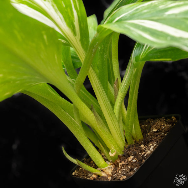 Kaempferia sp. variegated ginger (A50) *multiple growth points*