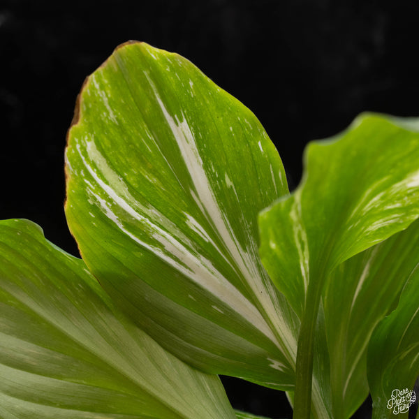 Kaempferia sp. variegated ginger (A50) *multiple growth points*