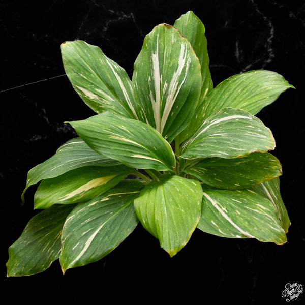 Kaempferia sp. variegated ginger (A50) *multiple growth points*