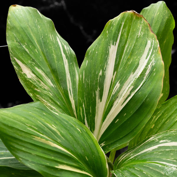 Kaempferia sp. variegated ginger (A50) *multiple growth points*