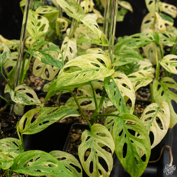 Monstera adansonii sp. ‘Laniata’ or ‘Double Windows’ mint variegated (commonly mislabeled as monstera acuminata mint) *Grower's choice*