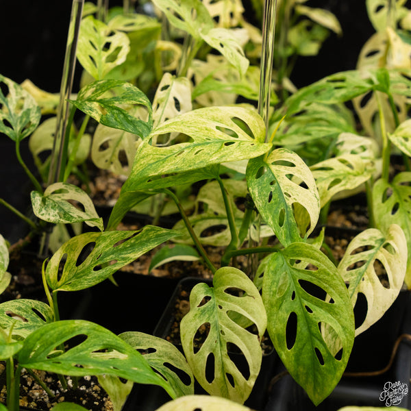 Monstera adansonii sp. ‘Laniata’ or ‘Double Windows’ mint variegated (commonly mislabeled as monstera acuminata mint) *Grower's choice*