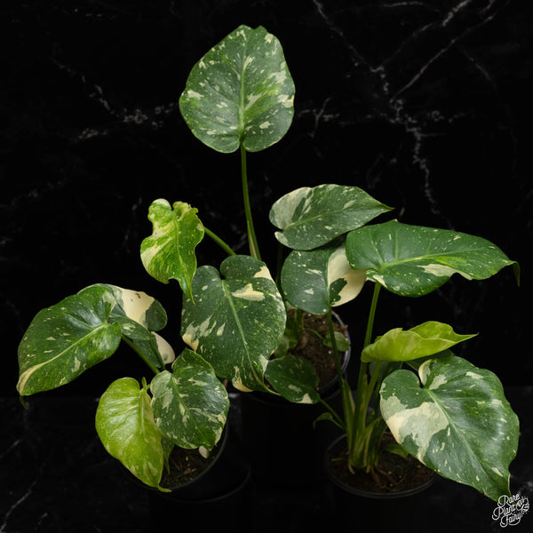 Monstera deliciosa ‘Miracle’ (Tricolor Thai Constellation) *Grower's choice*