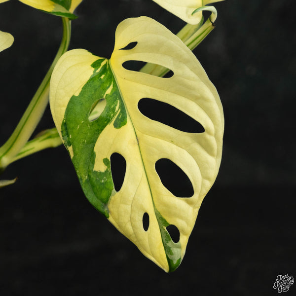 Monstera adansonii albo variegated (wk3-B)