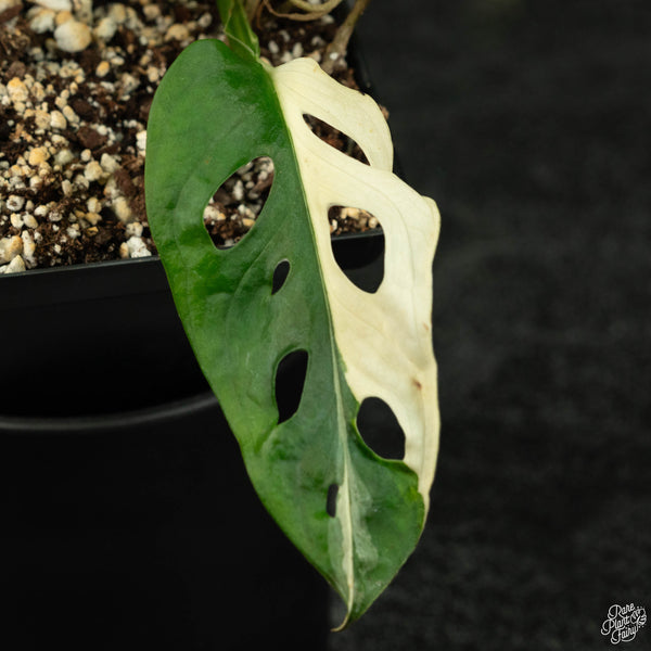 Monstera adansonii albo variegated (wk3-B)