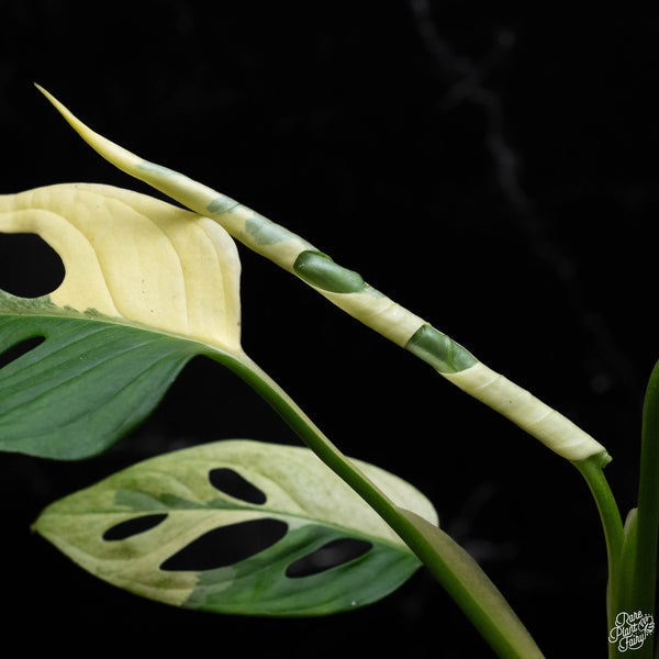 Monstera adansonii albo variegated (large form/indo form) (A52)