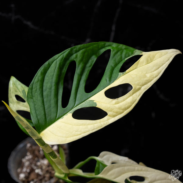 Monstera adansonii albo variegated (large form/indo form) (A52)