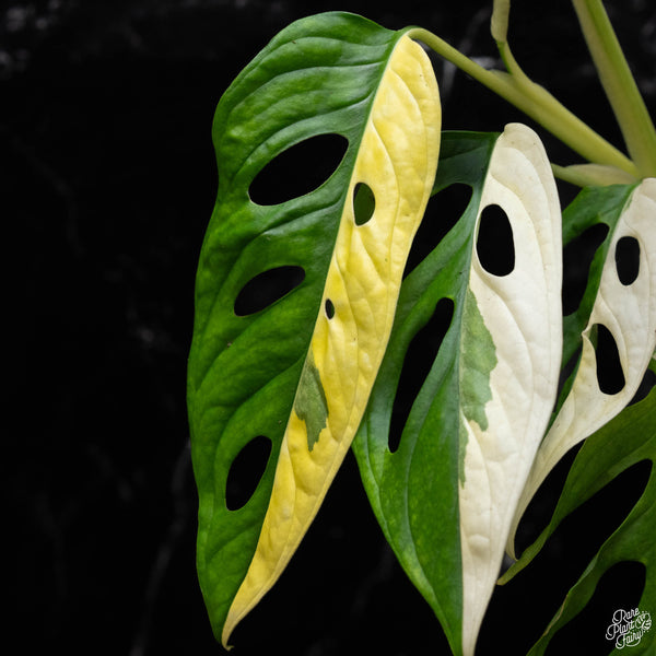 Monstera adansonii albo variegated (large form/indo form) (A52)