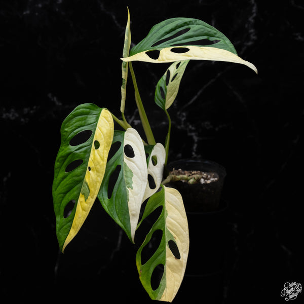 Monstera adansonii albo variegated (large form/indo form) (A52)