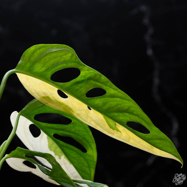 Monstera adansonii albo variegated (large form/indo form) (A52)