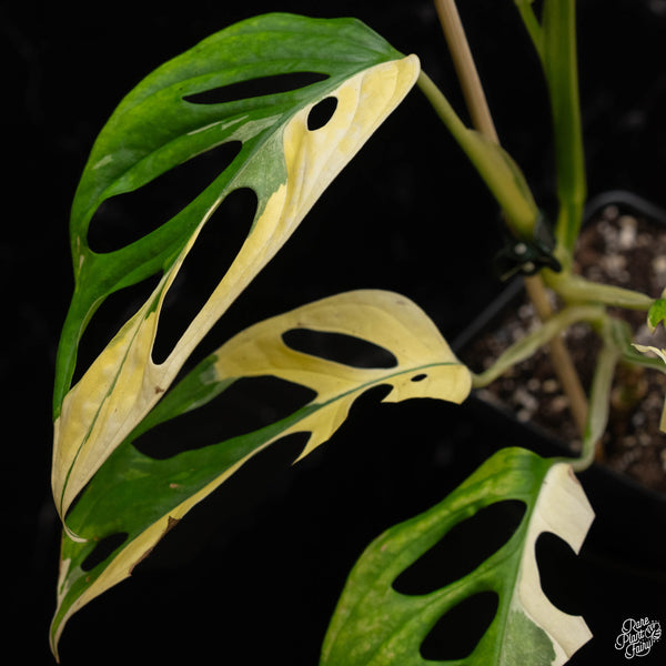 Monstera adansonii albo variegated (large form/indo form) (A50)