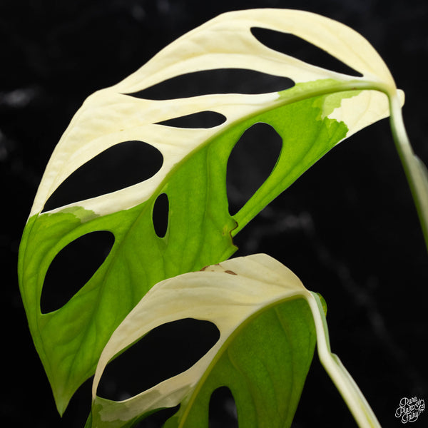 Monstera adansonii albo variegated (large form/indo form) (1A)