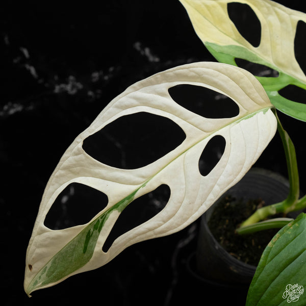 Monstera adansonii albo variegated (large form/indo form) (1A)