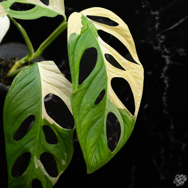 Monstera adansonii albo variegated (large form/indo form) (1A)