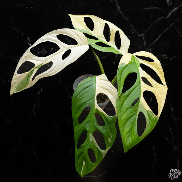 Monstera adansonii albo variegated (large form/indo form) (1A)